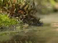 Amfibieën [Amphibia]